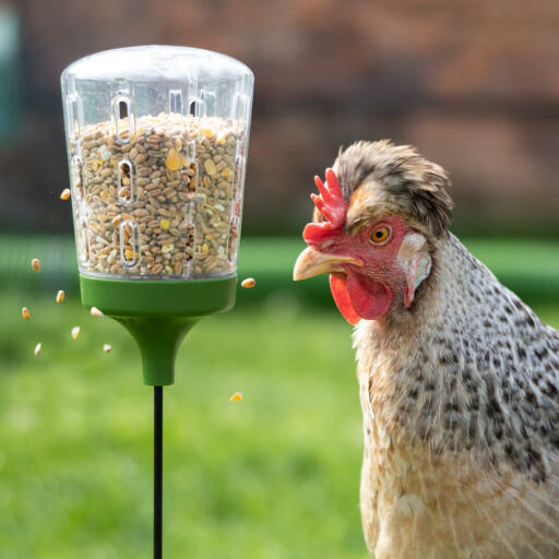 Poulets mangeant à partir de la Omlet pic jouet