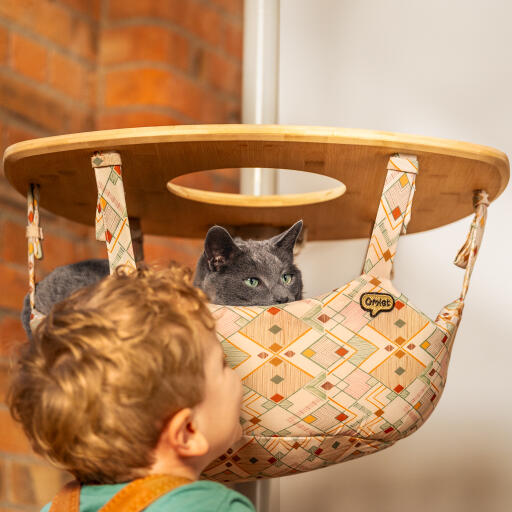 Chat regardant à l'extérieur d'un hamac d'arbre à chat d'intérieur Freestyle avec un petit garçon