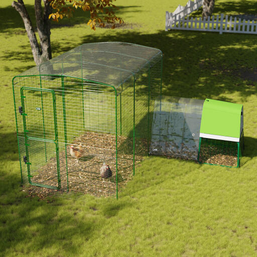 Couverture de poulailler transparente pour un poulailler à pied dans un jardin 2x3