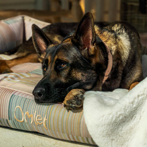 Berger allemand se relaxant sur un lit nid Omlet dans pawsteps natural