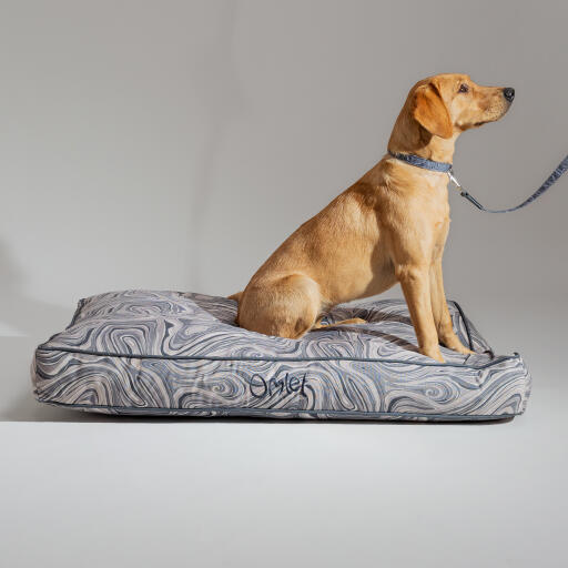 Chien dans un coussin design pour chien avec collier et laisse assortis dans un design gris contour