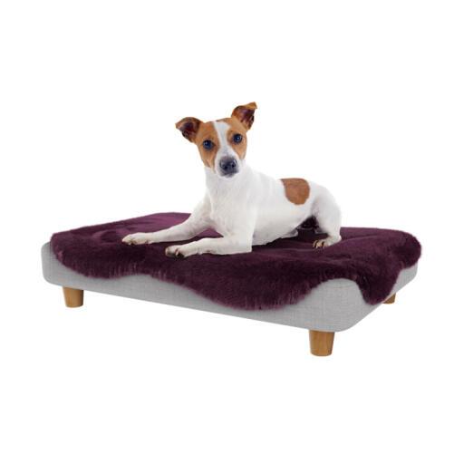Chien se reposant sur le site Omlet Topology lit pour chien avec surmatelas en peau de mouton violette et pieds ronds en bois