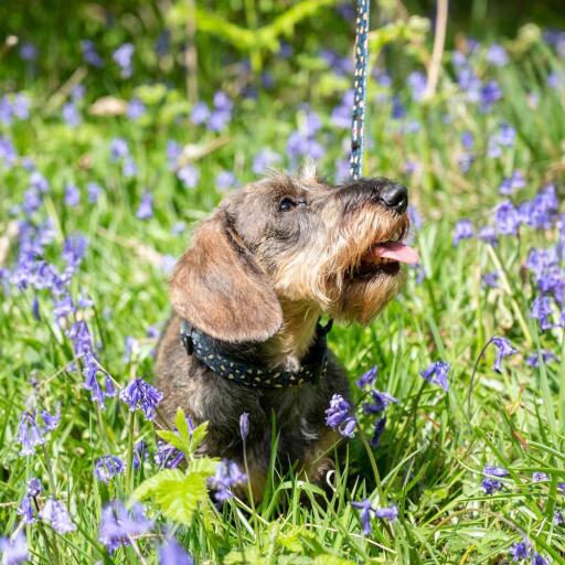 Chien dans un banc avec son collier et sa laisse à motif léopard