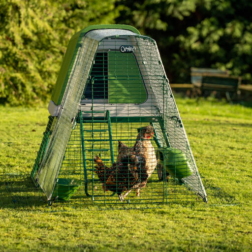 Eglu Go poulailler avec parcours et couverture transparente