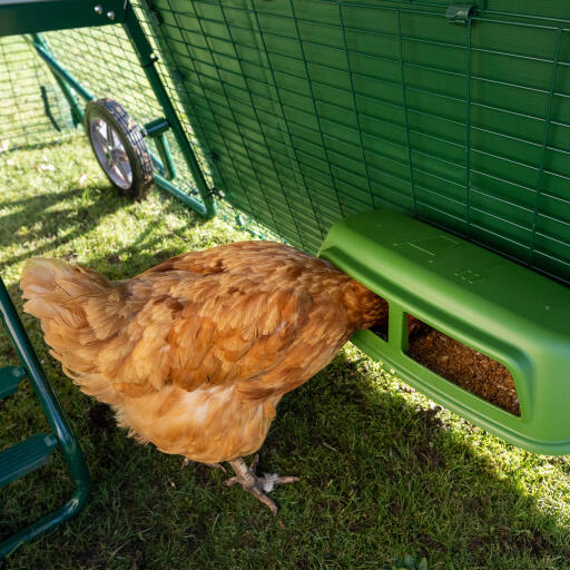 Poule qui mange à l'intérieur du poulailler couverture pour Eglu Go up poulailler