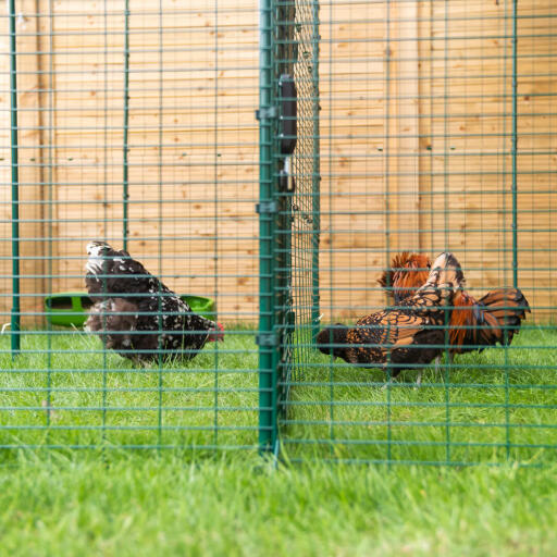 Poules picorant le sol dans un enclos extérieur