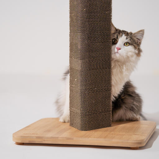 Un chat en peluche qui regarde autour du griffoir Stak 