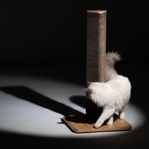 Chat blanc duveteux entourant le grand Stak scratcher