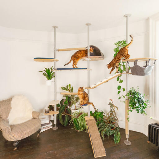 Les chats jouent dans l'arbre à chat d'intérieur personnalisable Freestyle.