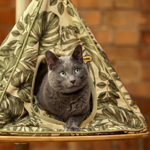 Chat regardant à l'extérieur d'un tipi d'intérieur Freestyle cat tipi