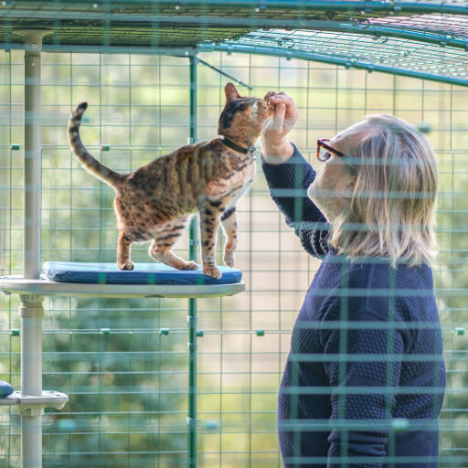 Un homme et son chat à l’intérieur d’un enclos profitant de l’arbre à chat d’extérieur personnalisé