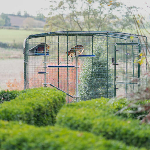 Arbre à chat extérieur