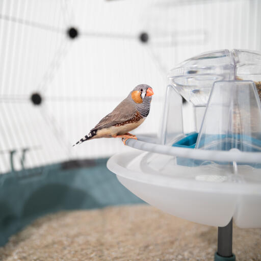 Geo manGeoire et abreuvoir pour cage à oiseaux