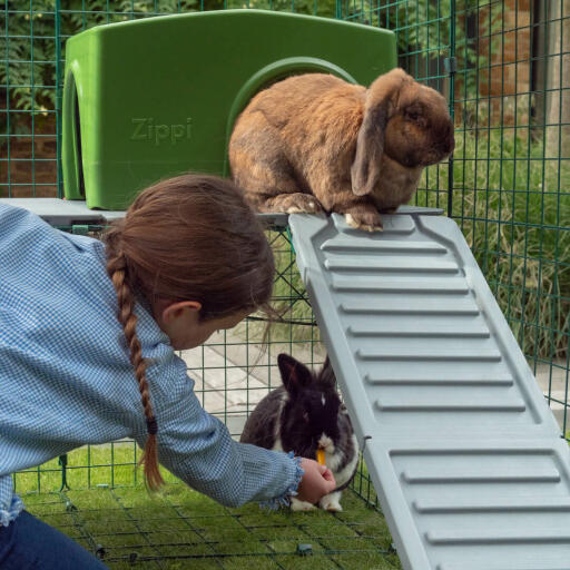 Deux lapins jouant dans le Omlet Zippi parcours pour lapins