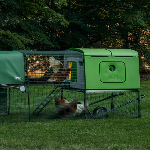 Poules dans un poulailler dans le jardin au petit matin