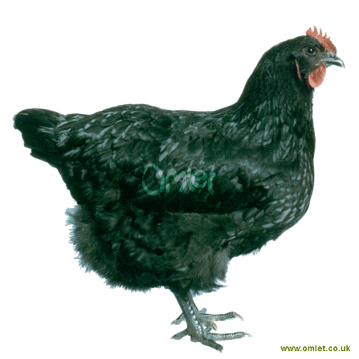 Poule Géante de Jersey Géante de Jersey For Sale Races de Poules Poule Géante de Jersey Géante de Jersey For Sale Races de Poules