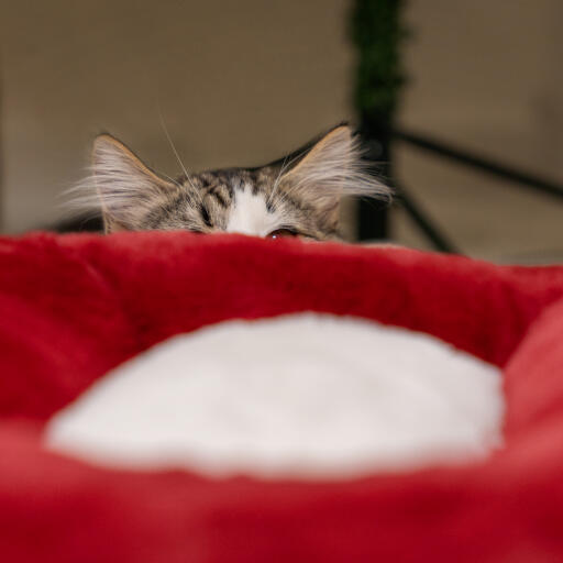 Lit de noël pour chat