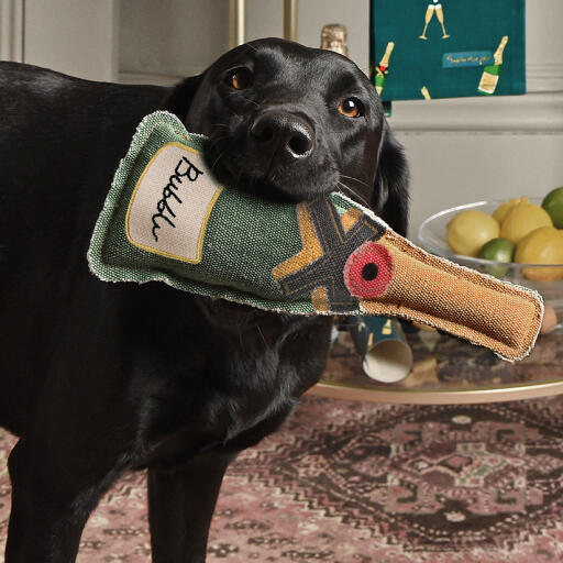 Un labrador tenant le jouet pour chien bubbles & fizz de sophie allport