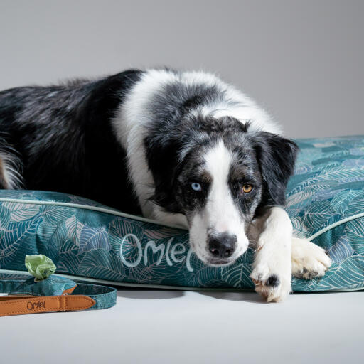 Chien se reposant dans un grand coussin de lit pour chien