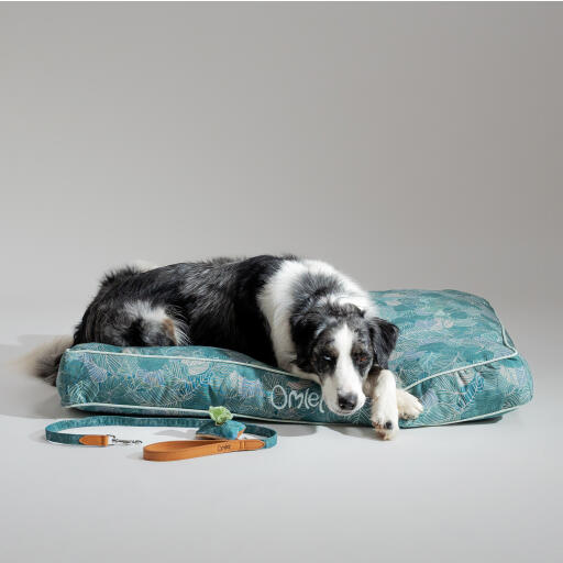 Chien se reposant dans un grand coussin de lit pour chien