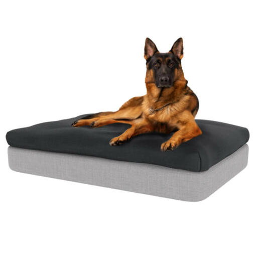 Chien assis sur un grand lit pour chien en mousse à mémoire de forme Topology avec un coussin à fèves gris anthracite