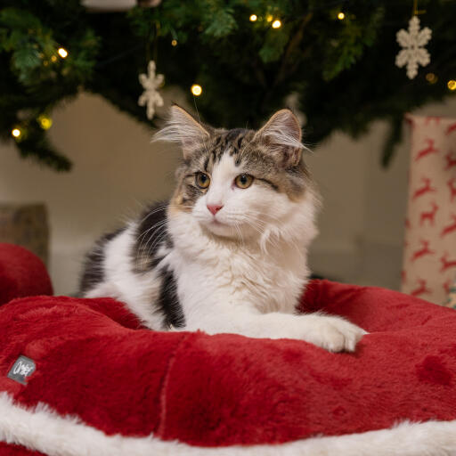 Chaton dans le Omlet lit de chat de noël