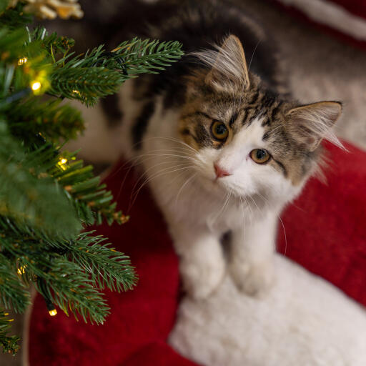 Chaton dans le Omlet lit de chat de noël