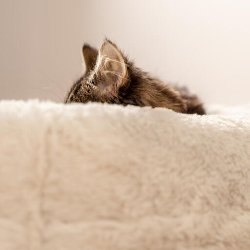 Les chats et chattons dorment 80% de la journée, ils ont donc besoin de se reposer dans un nid douillet comme le lit Maya Donut.