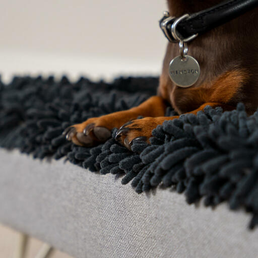 Teckel dans un surmatelas en microfibre gris pour le lit de chien lavable Topology 