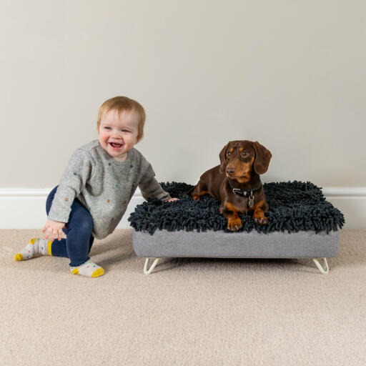 Le teckel dans le lit lavable pour chien à côté d'un jeune enfant qui rit