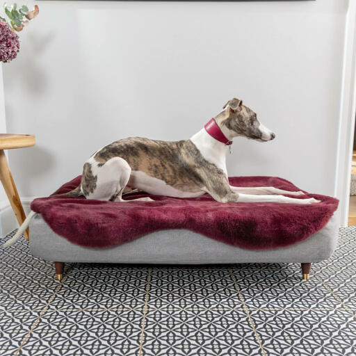 Lévrier se reposant dans le lit pour chien en mousse à mémoire de forme Topology 