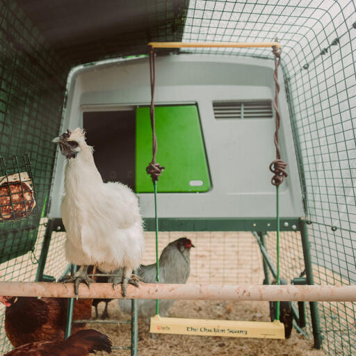 Omlet perche de poulet