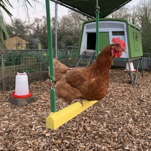 Un poulet assis sur la balançoire à poulets