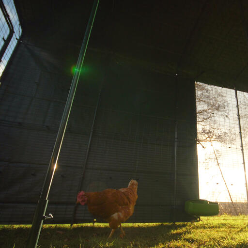 Un poulet dans son enclos avec une couverture résistante