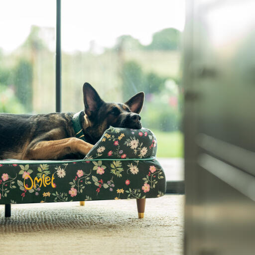 Un berger allemand se reposant dans le pré de minuit lit de chien en traversin