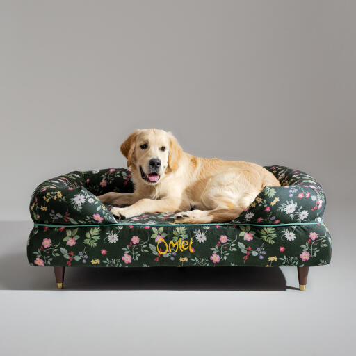 Un retriever suédois Gose reposant dans le pré de minuit, lit pour chien à traverses