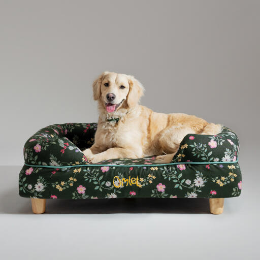 Un retriever miniature Golden se reposant dans le lit pour chien en traversin du pré de minuit