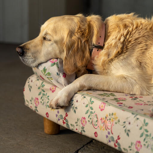 Un Golden retriever dormant dans le lit traversin du pré du matin