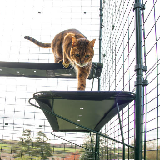 Chat grimpant sur une étagère d'extérieur bleue dans un catio d'extérieur