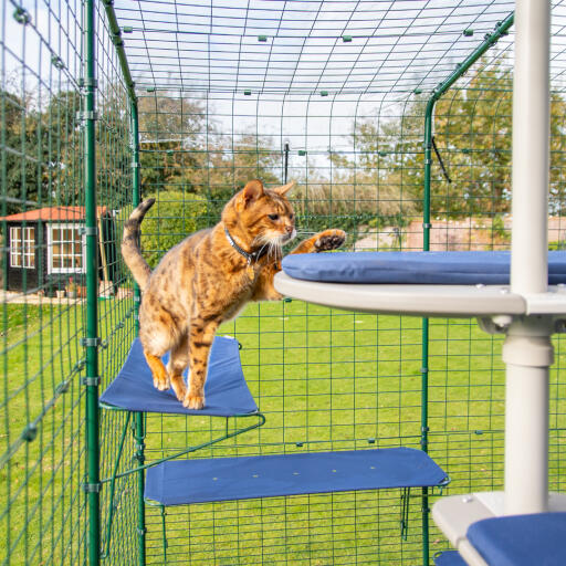 Chat couché sur une étagère bleue pour chat d'extérieur dans un catio d'extérieur avec trous de drainage visibles