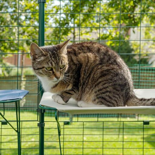 Chat assis sur une étagère blanche imperméable pour chats dans un catio extérieur