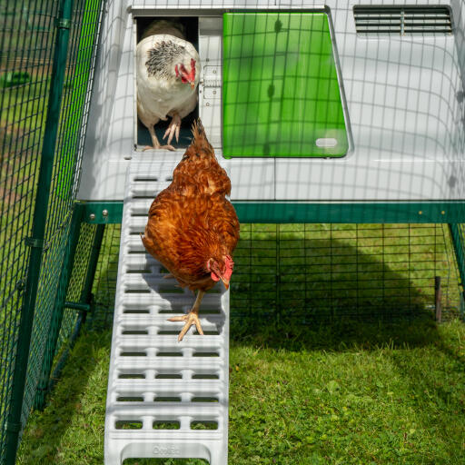 Poules utilisant la nouvelle échelle du poulailler pour le Omlet Eglu Cube