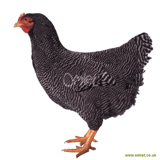 Poule Plymouth Rock Plymouth Rock For Sale Races de Poules