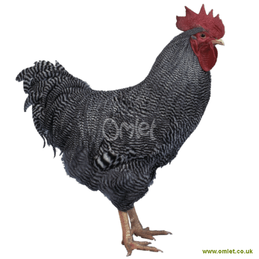 Poule Plymouth Rock Plymouth Rock For Sale Races de Poules