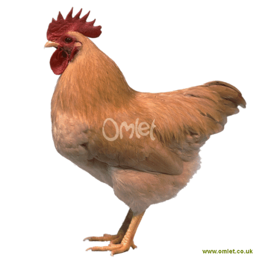 Poule Plymouth Rock Plymouth Rock For Sale Races de Poules