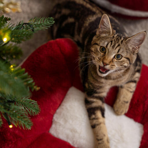 Chaton dans le Omlet lit de chat de noël