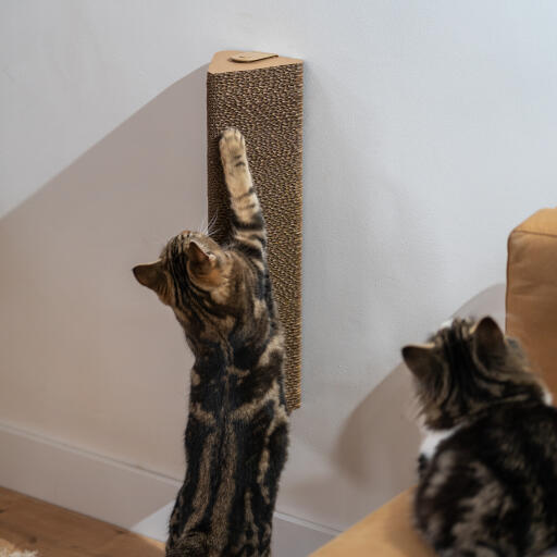 Chat jouant avec le griffoir mural