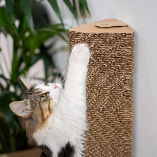 Chat jouant avec le griffoir mural