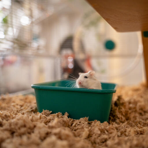 Une petite gerbille dans le bain de sable pour hamster
