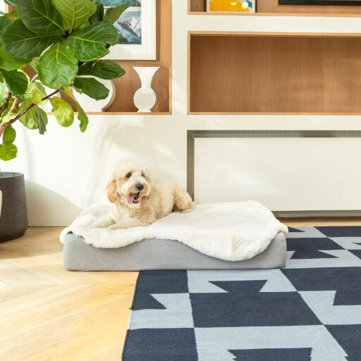 Teckel couché sur Omlet Topology lit pour chien avec surmatelas en peau de mouton